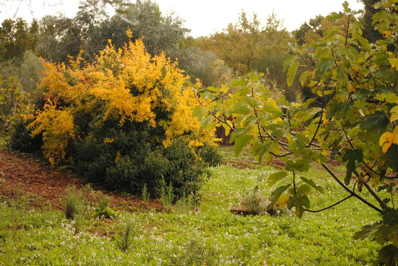 Bed and Breakfast Il Giardino Di Viola Ceglie Messapica Zewnętrze zdjęcie